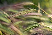 Wall barley (Hordeum murinum), Bouches-du-Rhone, France