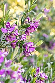 Myrtle-leaf milkwort (Polygala myrtifolia)