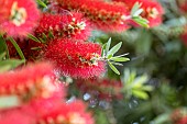 Bottlebrush (Callistemon sp.)