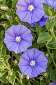 Ground blue-convolvulus (Convolvulus sabatius), Bouches-du-Rhone, France