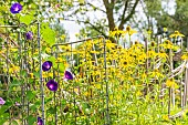 Tall Morning Glory Kniolas Black, Ipomoea purpurea Kniolas Black and Cutleaf Coneflower, Rudbeckia laciniata Plena, flowers