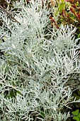 Dusty Miller, Senecio vira-vira or Senecio leucostachys, foliage