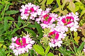 Garden Verbena, Verbena hybrida BeBop Pink, flowers