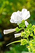 Rose Mallow, Lavatera trimestris Beauty Mix, flowers