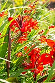 Common Garden Canna, Canna generalis Cannova Bronze Scarlet F1and Giant Montbretia, Crocosmia masoniorum Orangerot, flowers