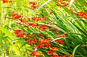 Giant Montbretia, Crocosmia masoniorum Orangerot, flowers