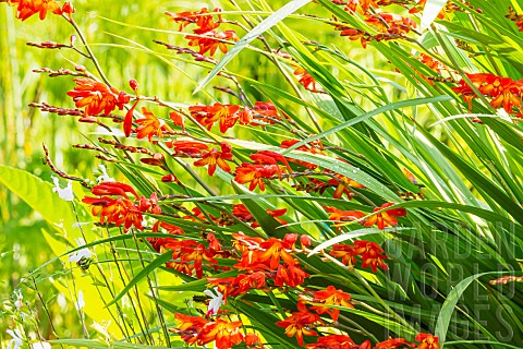Giant_Montbretia_Crocosmia_masoniorum_Orangerot_flowers