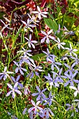 Laurentia axillaris Avant Garde Blue, Solenopsis axillaris Avant Garde Blue, Isotoma axillaris Avant Garde Blue, flowers