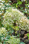 Throatwort, Supreme Early White Trachelium, flowers