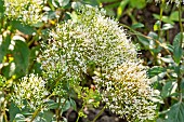 Throatwort, Supreme Early White Trachelium, flowers