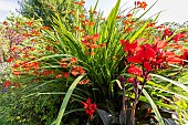 Common Garden Canna, Canna generalis Cannova Bronze Scarlet F1 and Giant Montbretia, Crocosmia masoniorum Orangerot, flowers