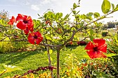 Chinese ibiscus, Hibiscus rosa-sinensis Scarlet Giant, flowers