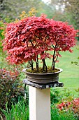 Bonsai-Forest of Japanese Maples Deshojo in the Japanese Garden of Moulin de la Lande, Brittany, France