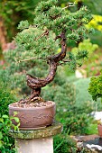 Bonsai of Scots pine (Pinus sylvestris). Age between 80 and 100 years. Garden of the Moulin de la Lande, Brittany, FrancePottery design Didier Schuller