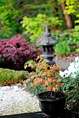 Japanese maple, Acer shirasawanum Moonrise in the Moulin de la Lande Japanese garden, Brittany, France