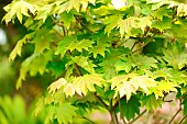 Japanese vine maple, Acer japonicum vitifolium, foliage