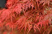 Japanese maple, Acer palmatum Ornatum, foliage