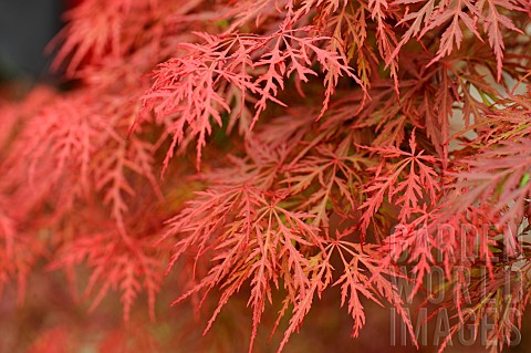 Japanese_maple_Acer_palmatum_Ornatum_foliage