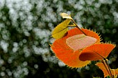 Henrys linden, Tilia henryana, leaves