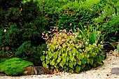 Begonia (Begonia grandis evansiana) in bloom, Jardin du Moulin de la Lande, Bretagne, France