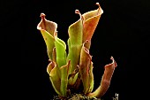 Carnivorous plant Heliamphora (Heliamphora sp)