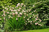 Felicia hybrid rose of Rosa moschata