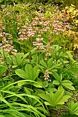 Rodgersia, Rodgersia pinnata, in bloom in a garden