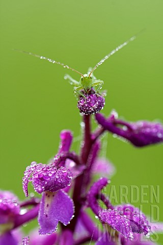 Grasshopper_waiting_on_an_Orchid_Prairie_du_Fouzon_Loir_et_Cher_France