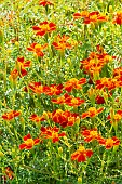 Signet Marigold Red Gem, Tagetes tenuifolia ?Red Gem?, flowers