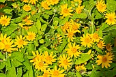 Butter Daisy, Melampodium paludosum Showstar, flowers