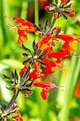 Scarlet Sage, Salvia Coccinea Grand Sage, flowers