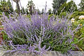 Russian sage, Perovskia atriplicifolia Blue Spire, in bloom