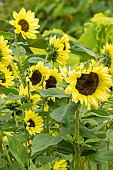Common Sunflower, Helianthus annuus Valentine, flowers