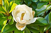Southern Magnolia, Magnolia grandiflora, flower