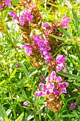 Selfheal, Prunella webbiana Rosea, flowers