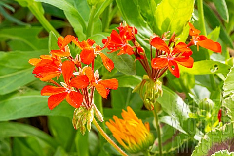 Zonale_Geranium_Mrs_Pollock_flowers