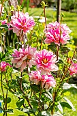 Decorative dahlia, Dahlia Organza, flowers
