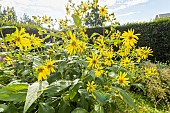 Thin-leaved Sunflower, Helianthus decapetalus Golden Ball, flowers