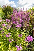 Phlox amplifolia and European wand loosestrife, Lythrum virgatum Dropmore Purple, in bloom