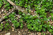 Woodruff (Galium odoratum) flowers, Lorraine, France