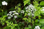 Chervil (Anthriscus cerefolium), flowers, Lorraine, France