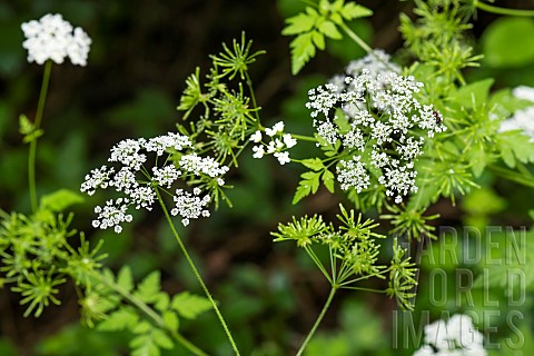 Chervil_Anthriscus_cerefolium_flowers_Lorraine_France