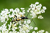 Spotted Longhorn Beetle (Strangalia maculata) on Chervil (Anthriscus cerefolium) flowers, Lorraine, France