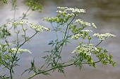 Turniproot chervil (Chaerophyllum bulbosum) flowers, Meurthe river bank, Lorraine, France