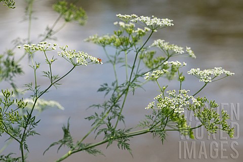 Turniproot_chervil_Chaerophyllum_bulbosum_flowers_Meurthe_river_bank_Lorraine_France