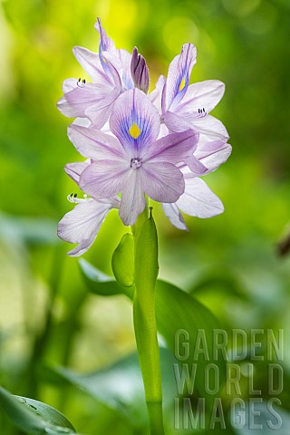 Common_water_hyacinth_Eichhornia_crassipes_flowers_JeanMarie_Pelt_Botanical_Garden_Nancy_Lorraine_Fr