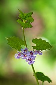 Ground ivy (Glechoma hederacea) flowers, Lorraine, France