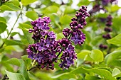 Common lilac De Meribel, Syringa vulgaris De Meribel, flowers, Lemoine Lilac Collection of the Jean-Marie Pelt Botanical Garden, Nancy, Lorraine, France