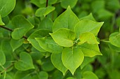 Common lilac (Syringa vulgaris), leaves, Lemoine Lilac Collection of the Jean-Marie Pelt Botanical Garden, Nancy, Lorraine, France