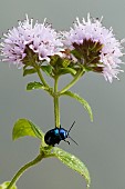 Mint leaf beetle (Chrysolina herbacea) on Water Mint (Mentha aquatica), Vallon de Bellefontaine, Champigneulles, Lorraine, France